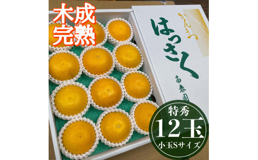 
            4月 まで 木成 完熟 させた 有田 はっさく 特秀 小玉 S × 12玉 化粧箱 南泰園 みかん
          