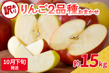 【2025年10月下旬発送】 【訳あり】旬の美味しいりんご 約15kg 青森産 【おまかせ2品種】