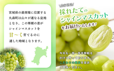 【2025年先行予約】　《2025年10月上旬～11月下旬出荷》 宮城県丸森町産 シャインマスカット　3房(1房 600g以上)　【48006】