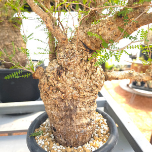 オペルクリカリア・パキプス「塊根植物の王様」(発根管理済) Z8｜観葉植物 コーデックス 盆栽 鉢植え インテリア ハコネコ [0594]