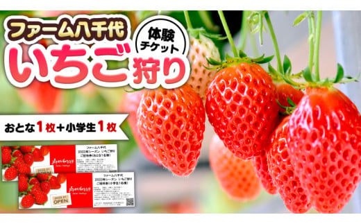 
いちご狩り体験 チケット おとな1枚 小学生1枚 いちご狩り 体験 イチゴ 苺 フルーツ 果物 食べ放題 [BP001ya]
