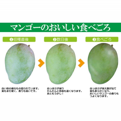 【先行受付】【2025年発送】屋宜原農園が丹精込めた「キーツマンゴー」約1.5kg_イメージ4