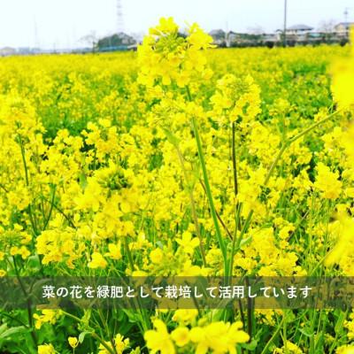 ふるさと納税 久喜市 令和7年産  『てまひま米』　こしひかり　精米4kg(2kg×2) |  | 02