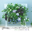 【ふるさと納税】花 季節のお花でハンキングバスケット グリーン・ホワイト・ブルー系 植物 ガーデニング ガーデン インテリア　【朝倉市】