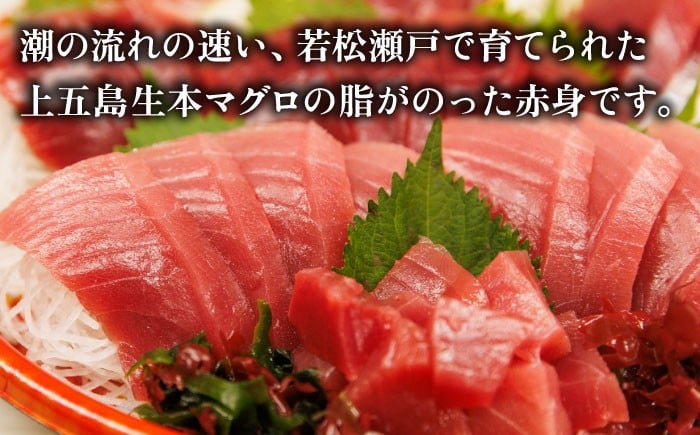 【全6回定期便】五島列島産 養殖 生本かみまぐろ 赤身 500g / まぐろ 鮪 刺身 ブロック