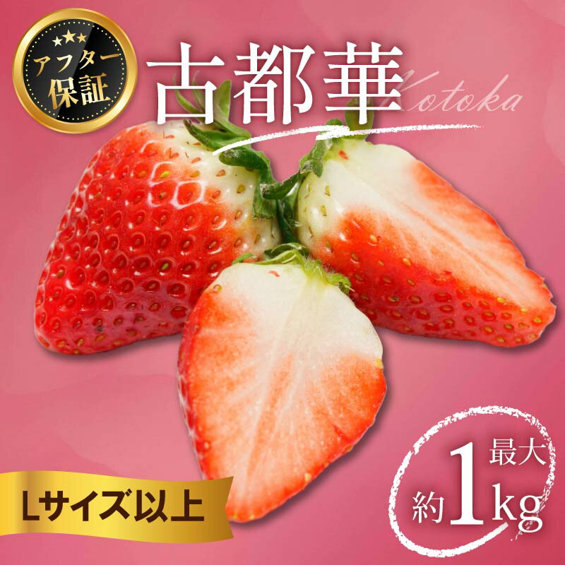 【ふるさと納税】 いちご ことか 500g～1kg 大粒 数量限定 Lサイズ以上 期間限定 小分け パック フルーツ 果物 スイーツ 甘い いちご 苺 イチゴ 古都華 お取り寄せ フルーツ 果物 家庭用 ケーキ strawberry ichigo 6000円 10000円 奈良県 奈良市