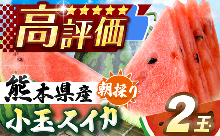 【先行予約】小玉スイカ（赤色）2玉 熊本県和水町産 【2026年（令和8年）4月中旬頃から順次出荷予定】 | 熊本県 熊本 くまもと 和水町 なごみまち なごみ すいか スイカ 西瓜 小玉 2玉 期間限定 季節の果物 果物 フルーツ 産地直送
