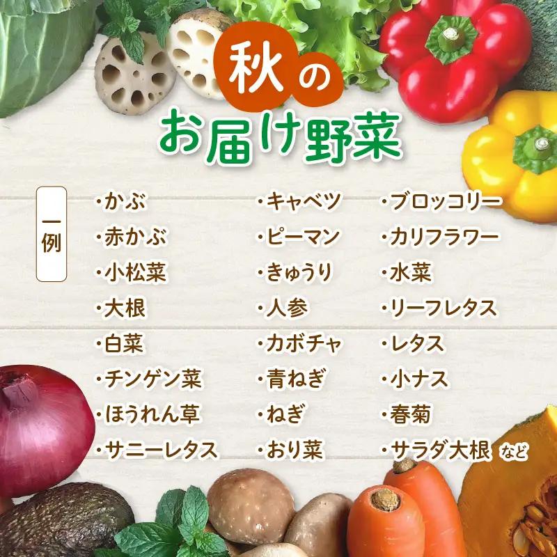 【先行予約】農家直送 秋野菜セット 1箱 7品目以上 《元気に育った新鮮野菜！》／ 福井 あわら市 季節 秋 野菜 ボックス BOX セット セレクト 農家 おまかせ 多品目 旬 詰め合わせ ※202
