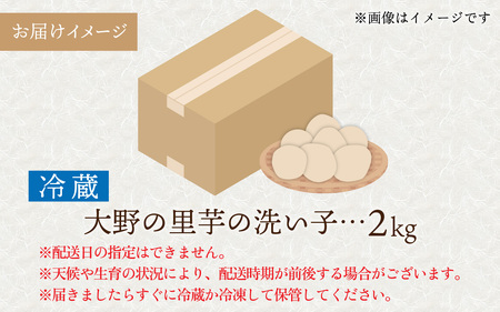 【先行予約】越前大野の里芋の洗い子【冷蔵】2kg【11月より順次発送】 ｜ 里芋 里いも さといも