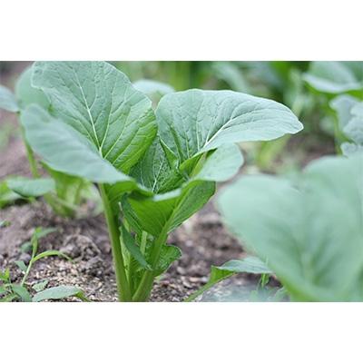 ふるさと納税 広陵町 旬の奈良野菜セット (旬の野菜7品以上が入ります) |  | 01