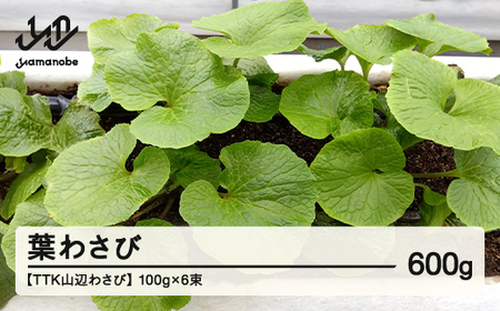 【TTK山辺わさび】葉わさび 600g(100g6束) 山形 山辺 送料無料 tk-hwxx600 ※沖縄・離島への配送不可