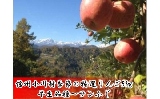 311＊信州小川村成就地区限定季節の特選りんご５キロ（早生品種りんご～サンふじりんご）