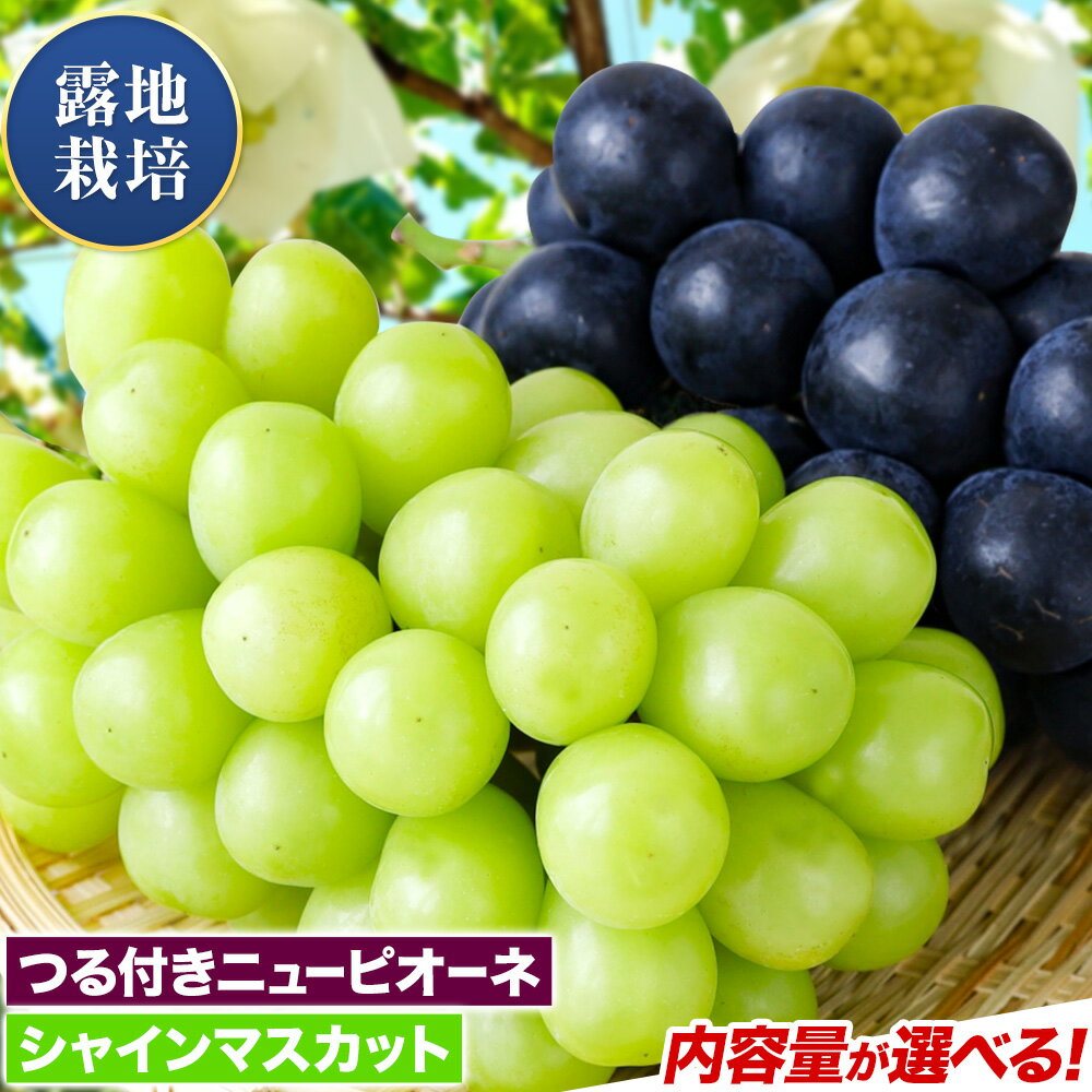 【ふるさと納税】【先行予約】 岡山県産 つる付き ニューピオーネ & シャインマスカット 晴王 セット 露地栽培 内容量が選べる 有限会社ホーティカルチャー神島《9月上旬-10月中旬頃出荷》岡山県 浅口市 ぶどう 詰め合わせ【配送不可地域あり】