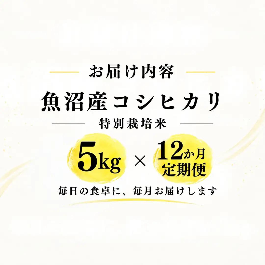 【12ヶ月定期便】【令和8年産 コシヒカリ】魚沼産コシヒカリ 特別栽培米 5kg(5kg×1袋) | 新潟県産コシヒカリ 魚沼産こしひかり 米 お米 こしひかり 白米 精米 ブランド米 津南町 米処や
