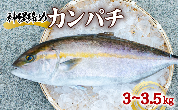
                  カンパチ 神経締め 3～3.5kg 1尾 かんぱち 勘八 鮮魚 産地直送 冷蔵 養殖 国産
                