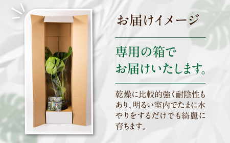 渥美半島のおまかせ観葉植物 Mサイズ 4回定期便　｜観葉植物 植物 グリーン インテリア インテリアグリーン 緑 おまかせ