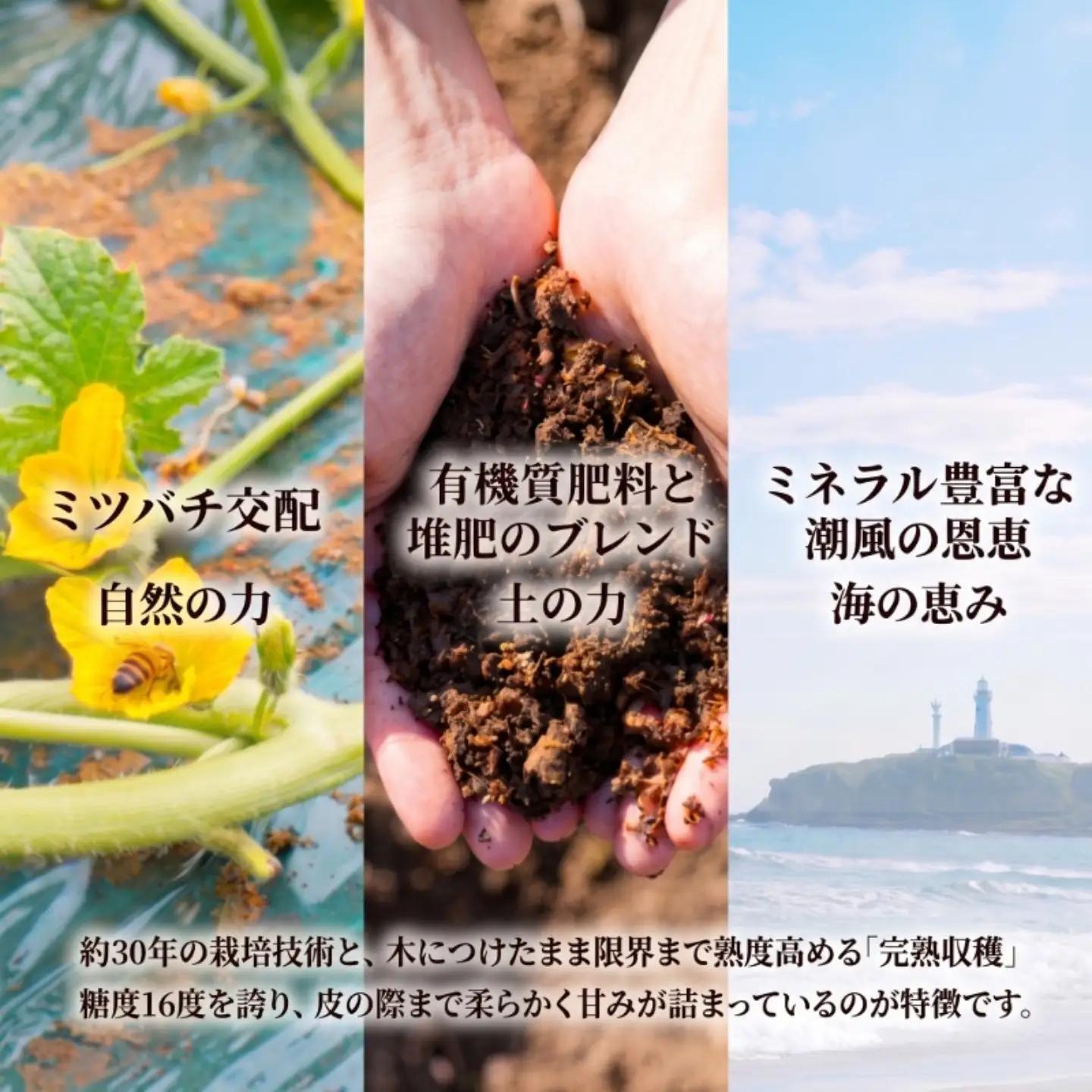 アムスメロン 2玉 メロン 【6月下旬～7月中旬発送】