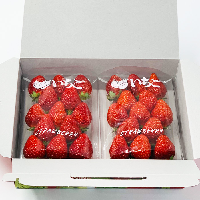 【定期便3回】やまがた 初夏さくらんぼから春いちごまでの定期便 [佐藤錦・シャインマスカット・いちご]【令和8年産先行予約】FS24-536