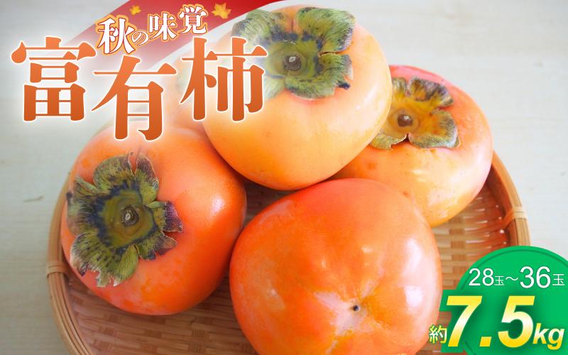 
                  かつらぎの陽だまりが育てた富有柿約7.5ｋｇ【2026年11月上旬～12月上旬頃発送予定】/柿 フルーツ 果物 和歌山県 かつらぎ町 甘い 【A-frks183】
                