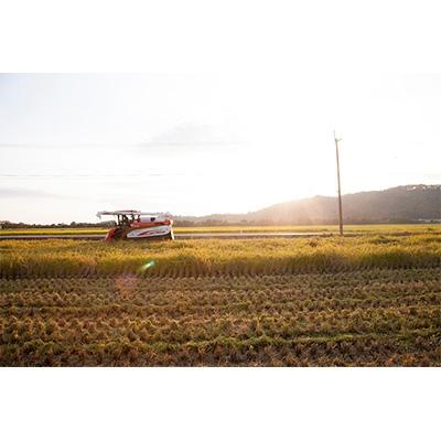 ふるさと納税 長浜市 【令和6年産】滋賀県長浜市　プチプチ食感!特別栽培”ミルキークイーン”　5K×2　玄米 |  | 01