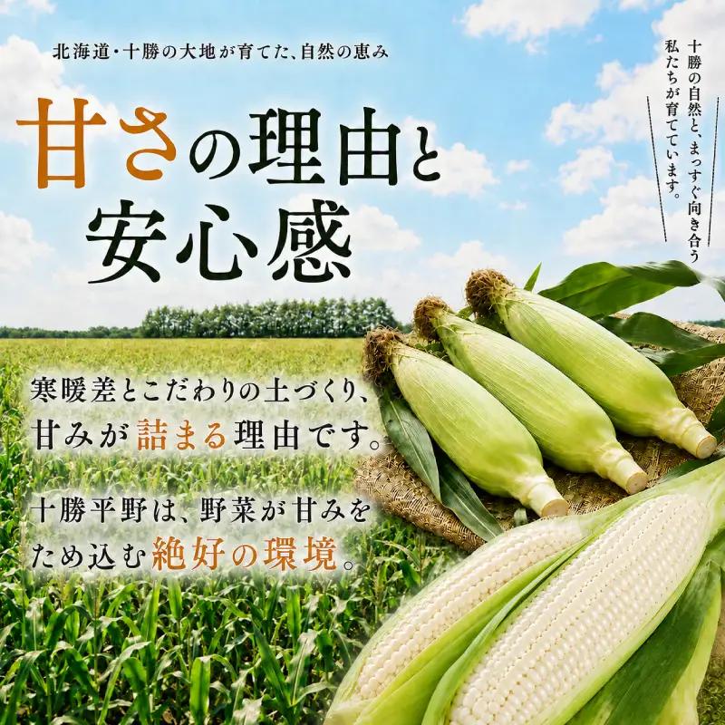 先行予約 2026年 白とうもろこし 18～20本 とうもろこし