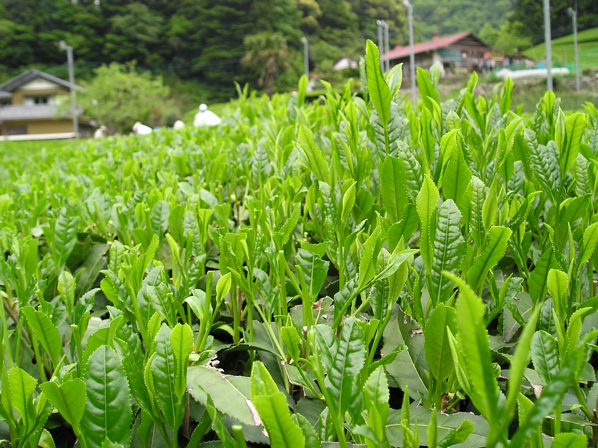 茶畑の風景