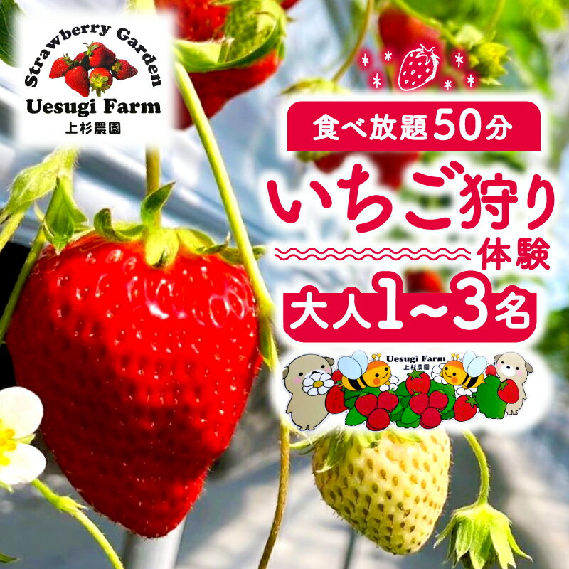 【ふるさと納税】 【2026年1月～発送】 上杉農園のいちご狩り 選べる人数 大人 1人 2人 3人 利用券 50分食べ放題 いちご狩り いちご イチゴ 苺 章姫 紅ほっぺ スターナイト よつぼし チケット 体験 観光 旅行 家族 デート ペア フルーツ 果物 京都 八幡 八幡市 上杉農園