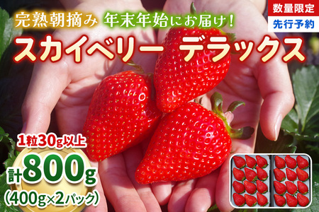【年末年始にお届け！】完熟朝摘みスカイベリー デラックス | 800g  | いちご 
