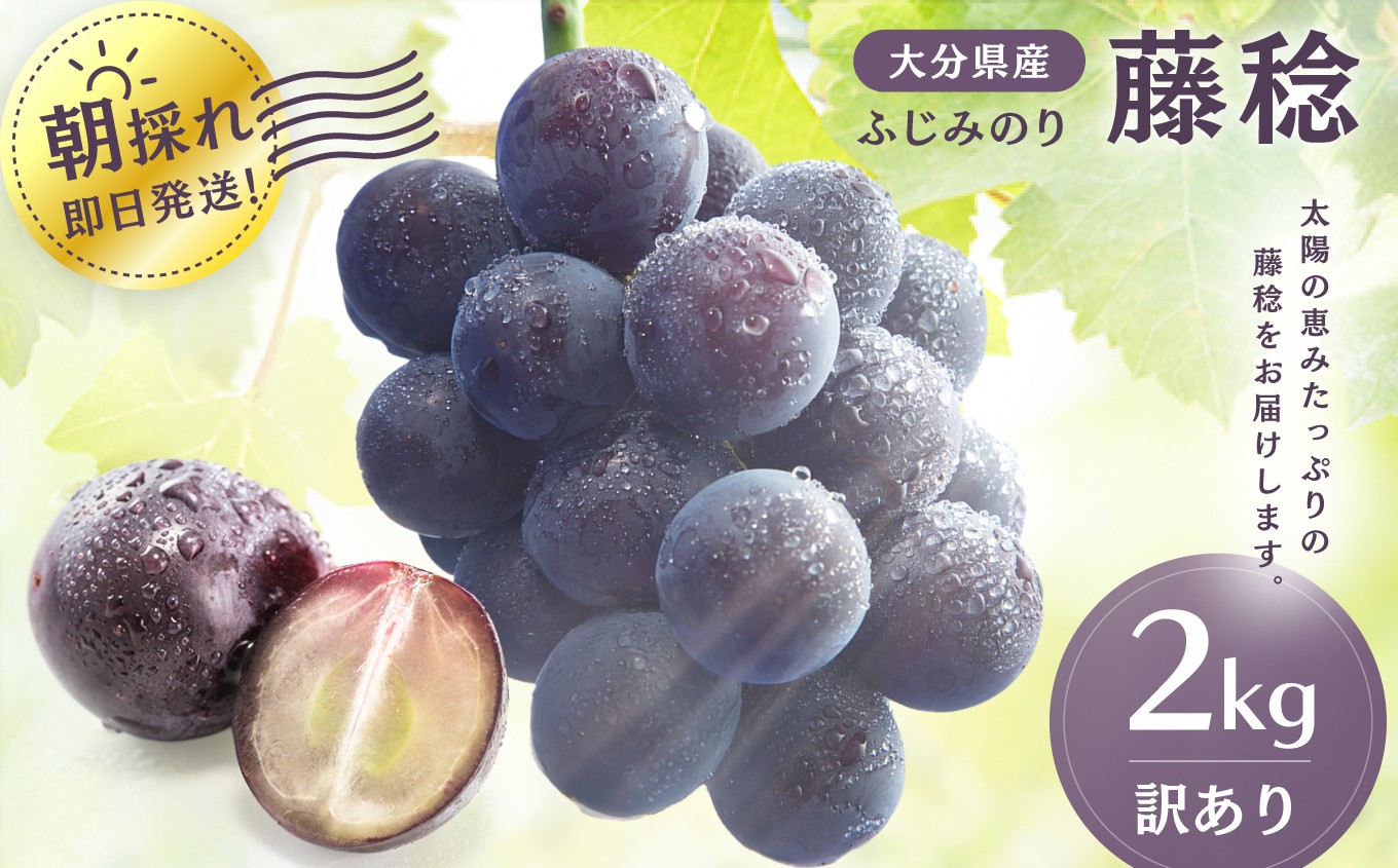 
                  【訳あり】藤稔 約2kg | いわき農園 葡萄 ぶどう ブドウ ふじみのり 2kg 2キロ 新鮮 産地直送 果物 くだもの フルーツ 朝採れ 大分県産 九州産 大分県 中津市
                