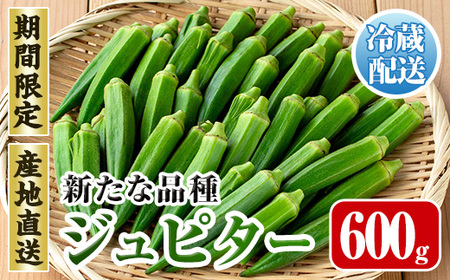先行予約 2026年7月下旬～10月下旬の間に発送予定 いずみ産 オクラ 新たな品種・ジュピター 600g 【イーサイドライン】 i1216-A