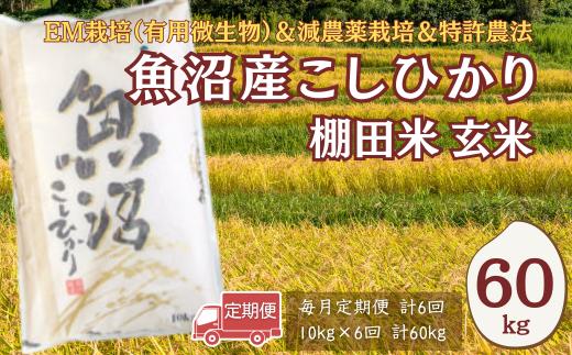 【玄米 6か月定期便】令和8年産 新米 魚沼産コシヒカリ 棚田米 合計60kg（10kg×毎月お届け全6回）農薬・化学肥料低減 佐藤農場 | 魚沼産こしひかり 魚沼コシヒカリ 新潟県産コシヒカリ 新潟産コシヒカリ こしひかり 棚田米 玄米 お米 米 コメ 10キロ 定期便 にいがた おぢや 新潟県 小千谷市 【0018-SN29DB】