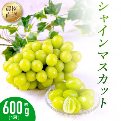 農園直送!シャインマスカット600g(1房)朝採れ 糖度18度以上 【2025年8～9月発送】【配送不可地域：離島】