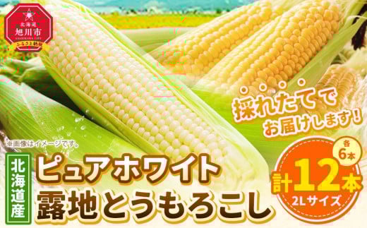 【先行予約】北海道産ピュアホワイト・露地とうもろこし　計12本 2025年8月下旬から発送開始予定 【 白いとうもろこし 人気 北海道産 糖度 生 野菜 スイートコーン 産地直送 バーベキュー BBQ コーン 旬 お取り寄せ 旭川市 北海道 】_00113