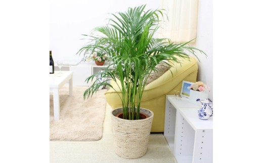 【観葉植物】アレカヤシ 8号 ホワイトバスケット鉢カバー 土の表面:ウッドチップ 【観葉植物 インテリア 部屋 おしゃれ 福岡県 筑前町 送料無料 AG042】