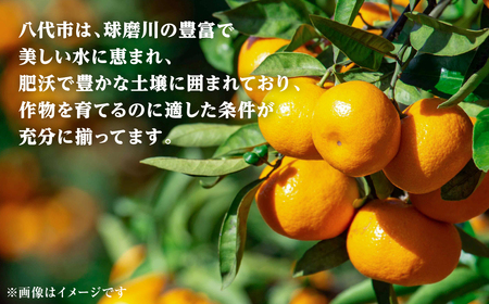 熊本県八代市産 ご家庭用みかん5kg 蜜柑 柑橘 ミカン