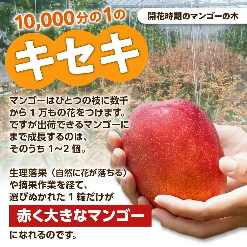 【 2027年先行予約 】えみちゃん農園の完熟マンゴー1キロ（2～3個入り） C008-006 完熟マンゴー 甘い