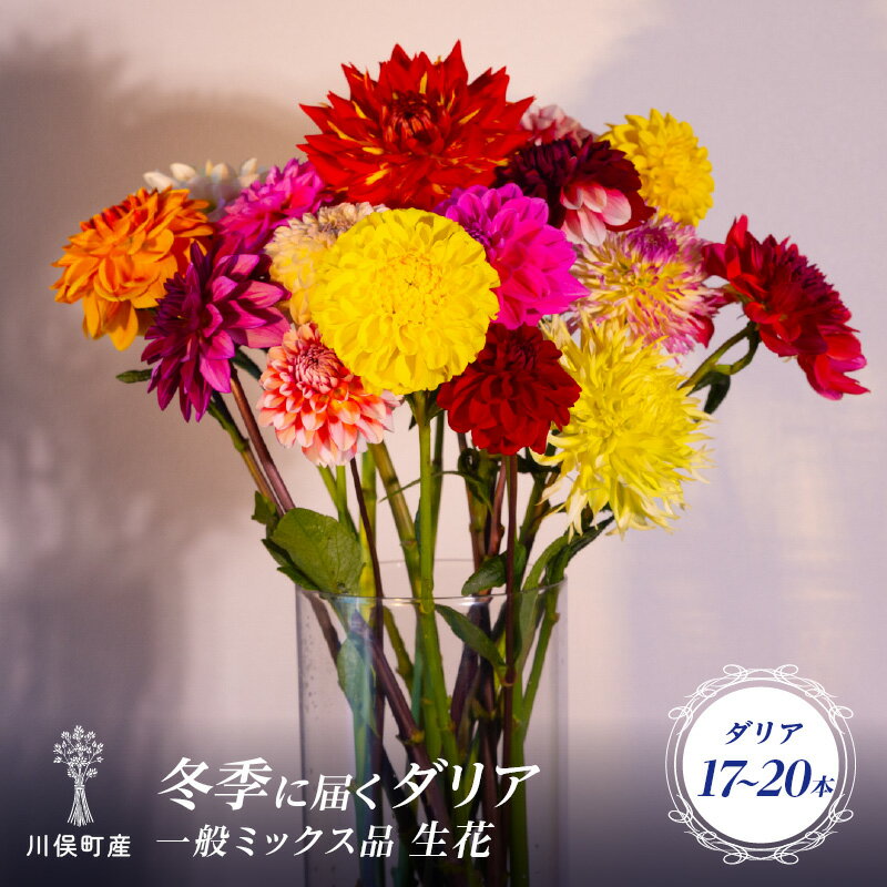 【ふるさと納税】川俣町産 冬季に届く ダリア 一般ミックス品 生花 FAF-0068