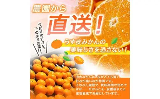薄皮で濃い甘さ！完熟由良みかん【秀】3kg×1箱（混サイズ）和歌山県由良産※2026年11月下旬頃から12月下旬頃に順次発送予定 / 柑橘 ミカン 蜜柑 甘い 由良町 フルーツ 果物 くだもの 食品 