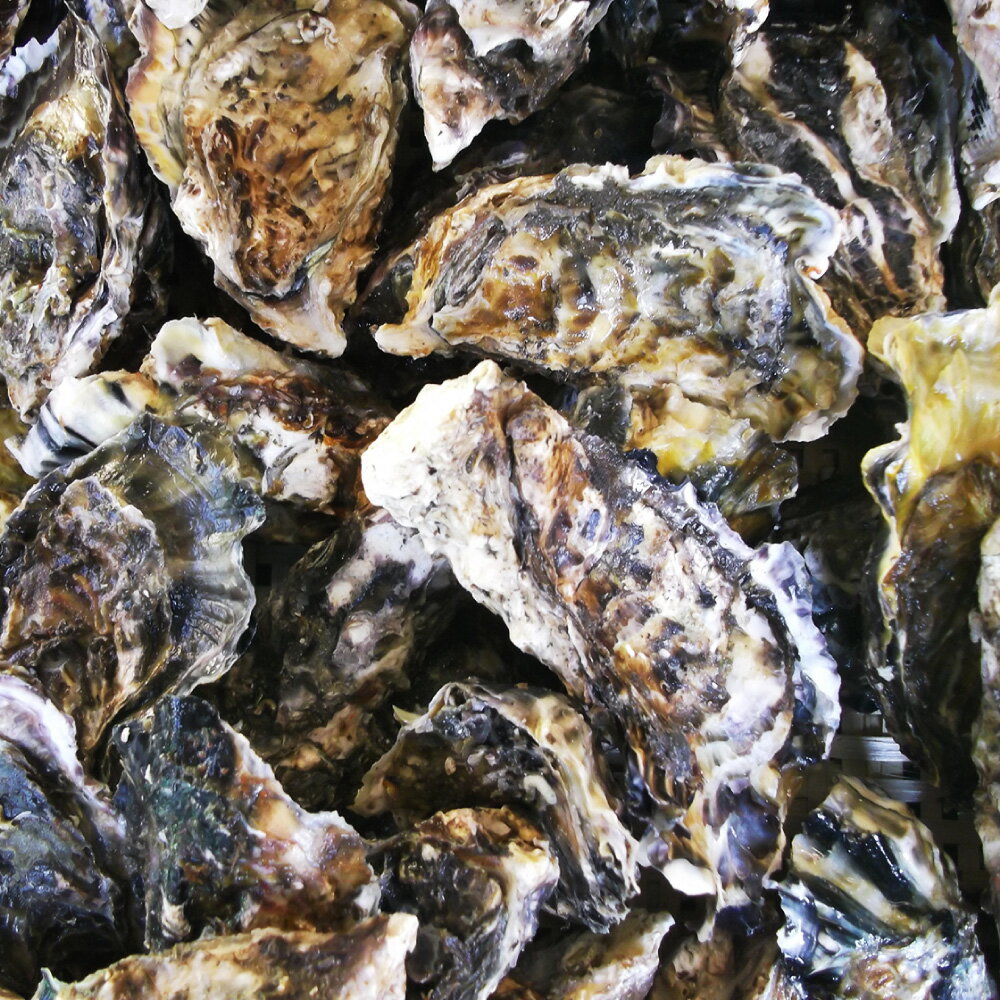 【ふるさと納税】長崎県産 大村湾殻付き牡蠣セット2.5kg 浜揚げ直送（軍手 牡蠣ナイフ1本 レモン付） かき カキ 牡蠣 貝 殻付き 焼き牡蠣 セット 海鮮 グルメ 国産 セット 長崎県 送料無料 【2026年1月上旬～2月下旬迄発送予定】