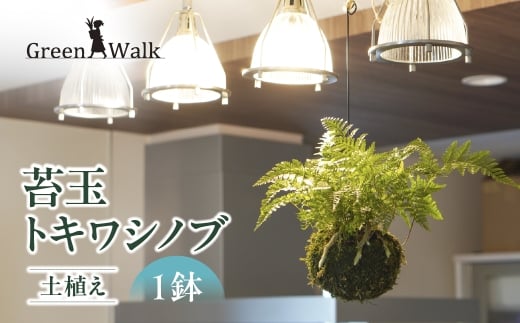 【苔玉】 吊りシノブ 土植え 1鉢 インテリア 緑 グリーン 植物 簡単 初心者 かわいい 自然 おしゃれ 観葉植物 Green Walk グリーンウォーク 愛知県 豊橋市