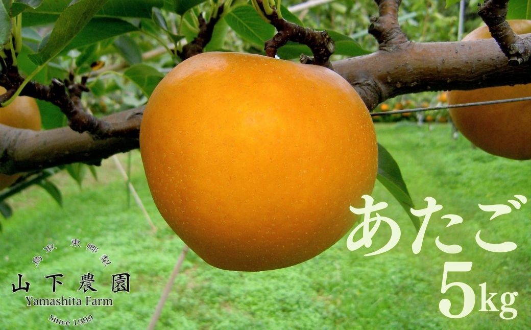 
                  218M.湯梨浜東郷産 あたご梨 5kg
                