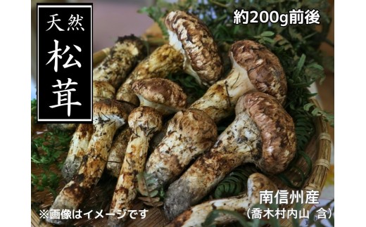 8-F10　松茸 約200g前後