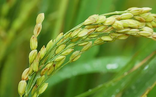 ミルキークイーン 精米 10kg 5kg × 2袋 茨城県産 小松崎商事 定期便 3ヶ月 連続お届け 441
