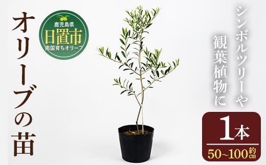 No.1253 ＜数量限定＞オリーブの苗(1本)鹿児島県産 苗 観葉植物 オリーブ 国産 シンボルツリー 庭木 内祝い ギフト 贈答 プレゼント 観賞 苗木【鹿児島オリーブ】