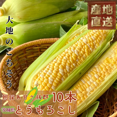 
マルカファームの朝採れ「とうもろこし」10本セット【1404268】

