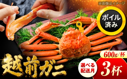 【先行予約】 【1月配送】 越前がに 600ｇ×3杯 小浜市 / まるほ商店 【配送不可地域：北海道・沖縄・離島】[BFCS020-1]