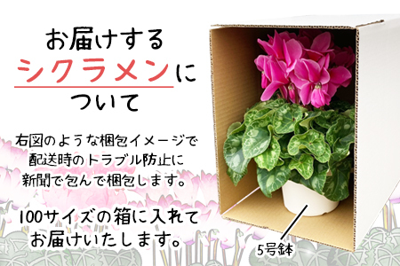 【色で選べる】花巻温泉バラ園で育てたシクラメン＜2026年11月より順次発送＞レッド系【2279-1】