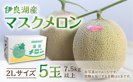 2027年《先行予約》マスクメロン 5玉 伊良湖メロン男子