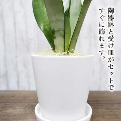 ふるさと納税 糸島市 『サンスベリア・ムーンシャイン』糸島市/cocoha[AWB024] |  | 02
