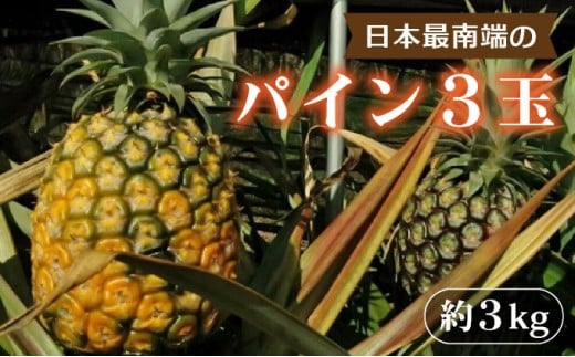 日本最南端のパイン３玉セット　約３ｋｇ　西表島産